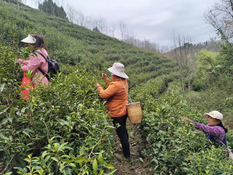 乐虎建设定点帮扶村:春茶采摘忙,茶香促振兴 乐虎建设定点帮扶村:春茶采摘忙,茶香促振兴